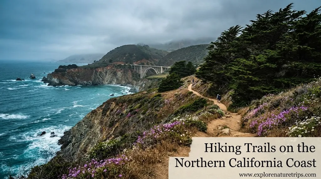 Hiking Trails on the Northern California Coast 2